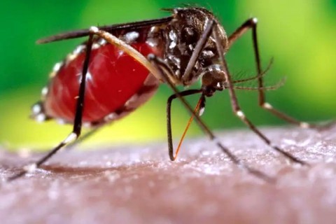 DENGUE