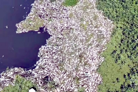 MORTE DOS PEIXES