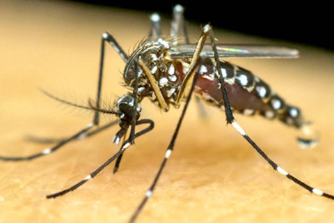 DENGUE